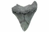 Serrated, Juvenile Megalodon Tooth - South Carolina #275851-1